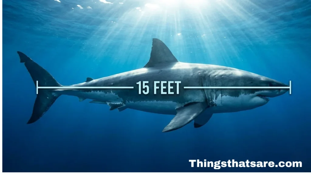 How Long Is 15 Feet?