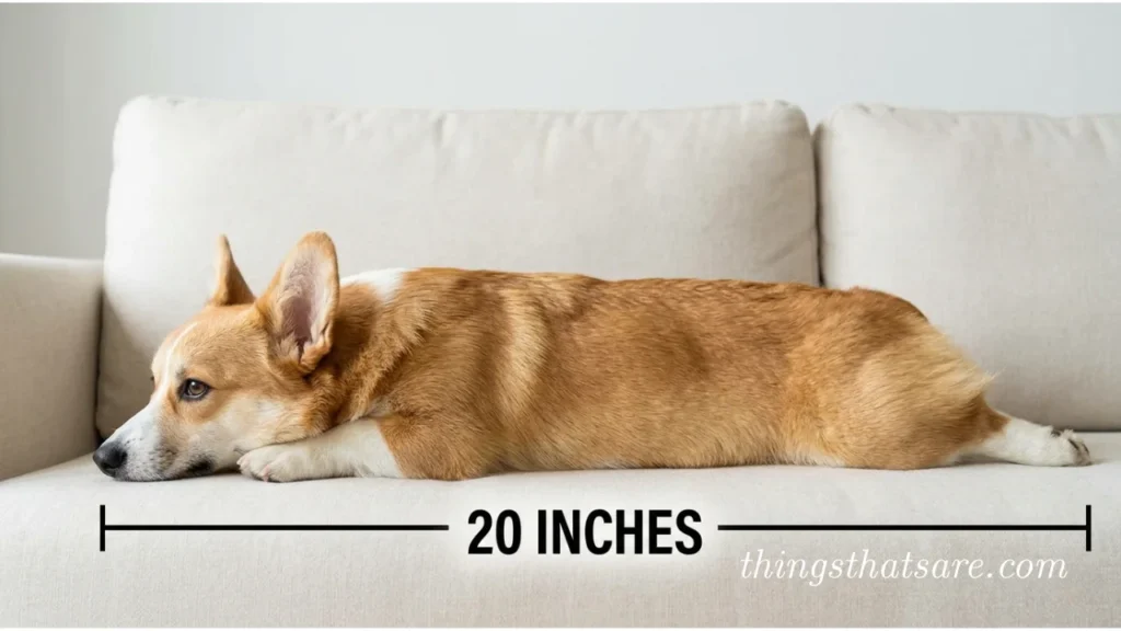 Common Things That Are 20 Inches Long